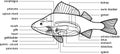 Coloring page with scheme of internal anatomy of fish. Educational material with structure of perch Perca fluviatilis